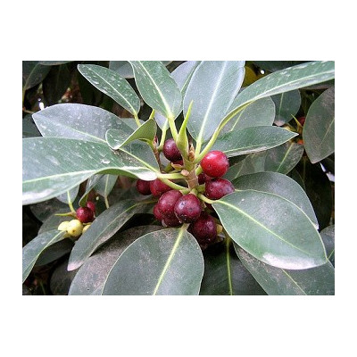 FICUS macrophylla "Moreton Bay Fig" 30 semen