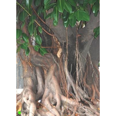 FICUS religiosa "Budhův strom" 30 semen