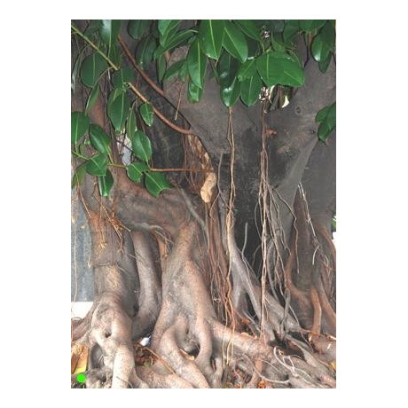 FICUS religiosa "Budhův strom" 30 semen