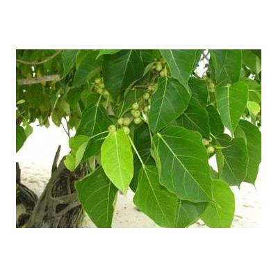 FICUS religiosa "Budhův strom" 30 semen