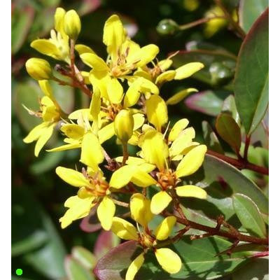 GALPHIMIA glauca "Golden Shower Thryallis" 5 semen