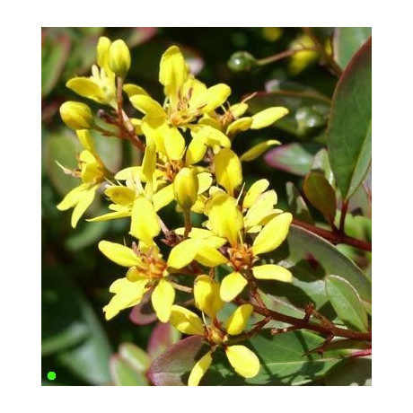 GALPHIMIA glauca "Golden Shower Thryallis" 5 semen