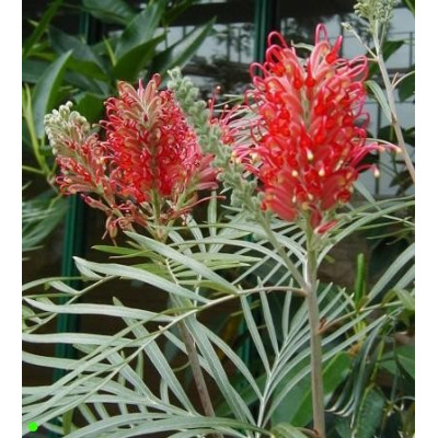 GREVILLEA banksii forsterii 6 semen