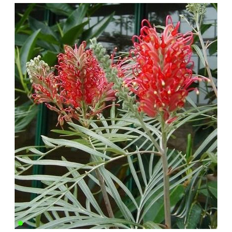 GREVILLEA banksii forsterii 6 semen