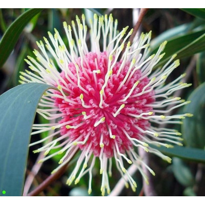 HAKEA laurina "Pincushion Bush" 5 semen