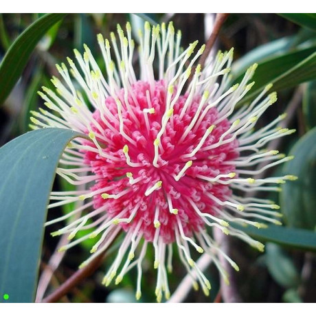 HAKEA laurina "Pincushion Bush" 5 semen