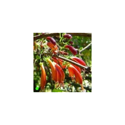 HALLERIA lucida "Stromová fuchsie" 7 semen