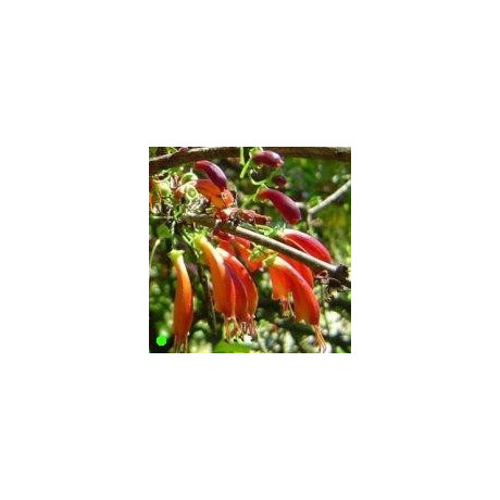 HALLERIA lucida "Stromová fuchsie" 7 semen