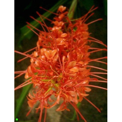 HEDYCHIUM aurantiacum "Červený zázvor" 3 semena