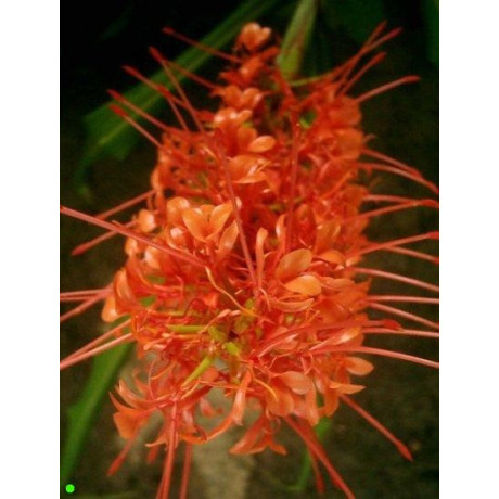 HEDYCHIUM aurantiacum "Červený zázvor" 3 semena