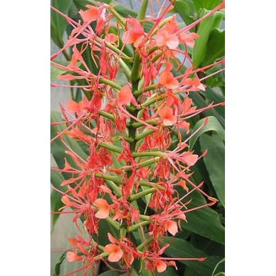 HEDYCHIUM aurantiacum "Červený zázvor" 3 semena