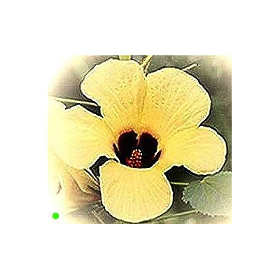 HIBISCUS cannabinus "Kenaf" Pakistan 5 semen