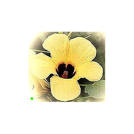 HIBISCUS cannabinus "Kenaf" Pakistan 5 semen