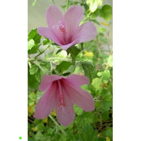 HIBISCUS pedunculatus 5 semen