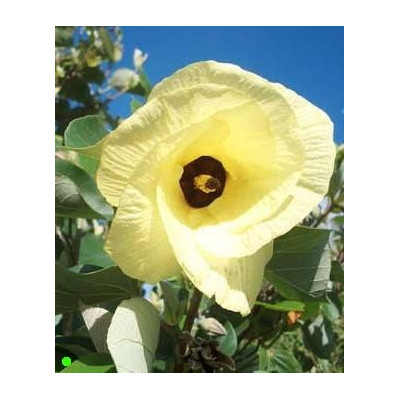 HIBISCUS tiliaceus 8 semen