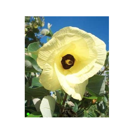 HIBISCUS tiliaceus 8 semen