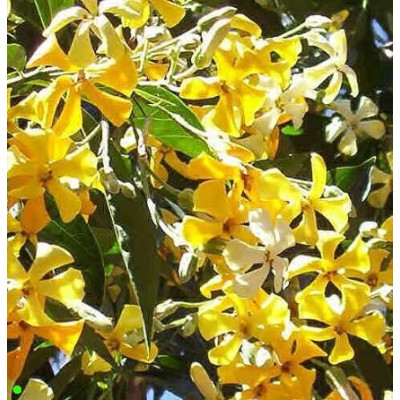 HYMENOSPORUM flavum "Native frangipani" 10 semen