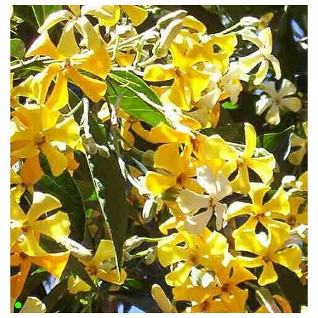 HYMENOSPORUM flavum "Native frangipani" 10 semen