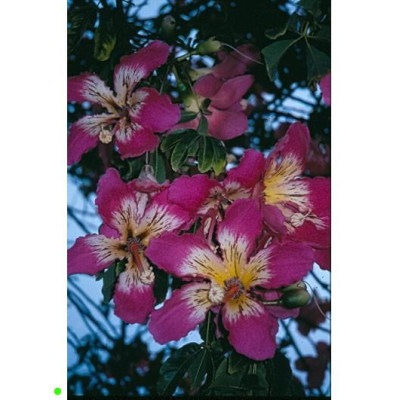 CHORISIA speciosa "Silk Floss Tree" 5 semen