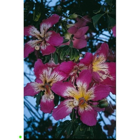 CHORISIA speciosa "Silk Floss Tree" 5 semen