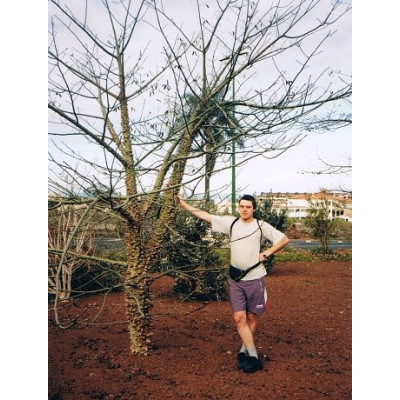 CHORISIA speciosa "Silk Floss Tree" 5 semen