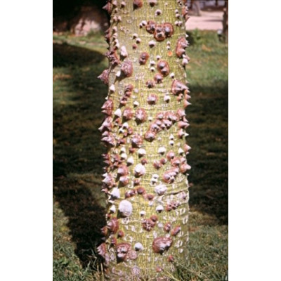 CHORISIA speciosa "Silk Floss Tree" 5 semen