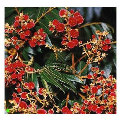 JAGERA pseudorhus "Foambark Tree"  5 semen