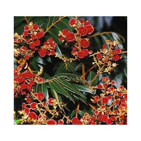 JAGERA pseudorhus "Foambark Tree"  5 semen