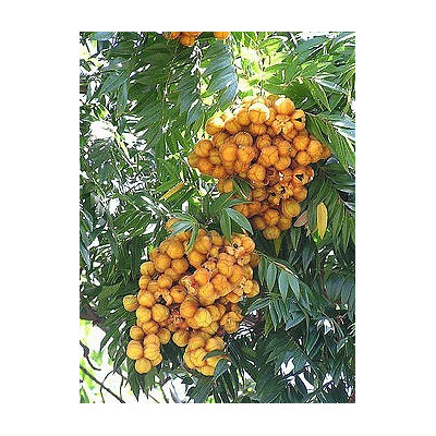 JAGERA pseudorhus "Foambark Tree"  5 semen