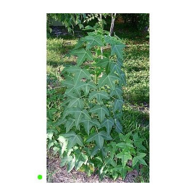 JATROPHA mahafalensis "Madagaskarská jatrofa " 2 semena