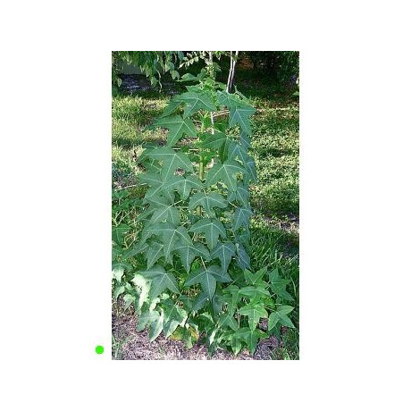 JATROPHA mahafalensis "Madagaskarská jatrofa " 2 semena