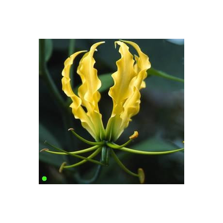 GLORIOSA lutea 5 semen