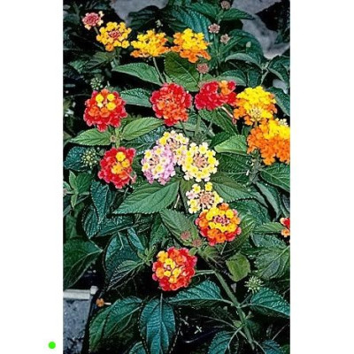 LANTANA camara Mix 20 semen