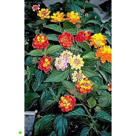 LANTANA camara Mix 20 semen