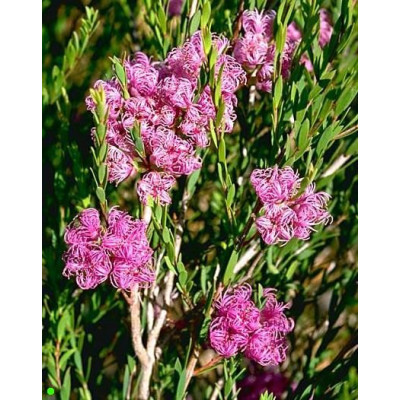 MELALEUCA thymifolia 100 semen