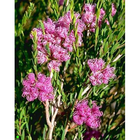 MELALEUCA thymifolia 100 semen
