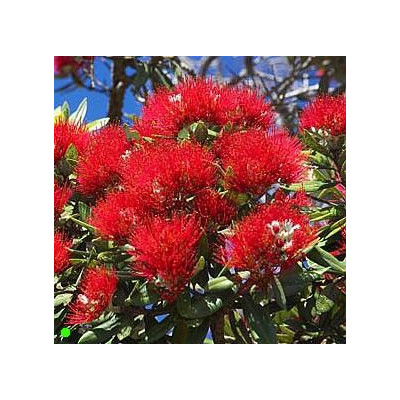 METROSIDEROS excelsa "Novozélandský vánoční strom" 100 semen