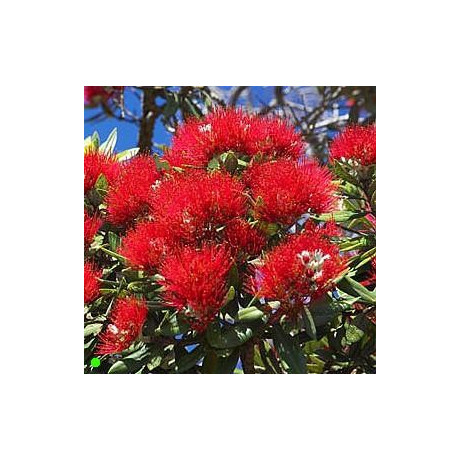 METROSIDEROS excelsa "Novozélandský vánoční strom" 100 semen