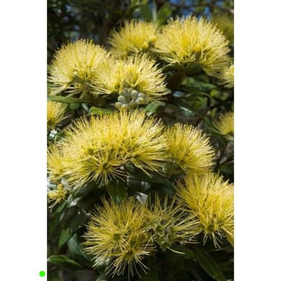 METROSIDEROS excelsa Yellow 50 semen