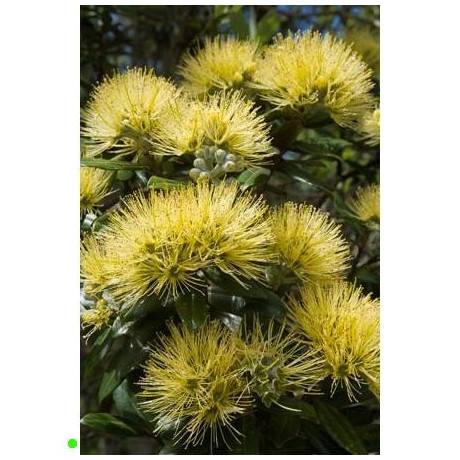 METROSIDEROS excelsa Yellow 50 semen