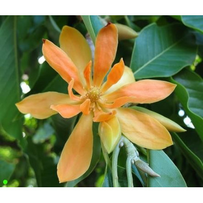 MICHELIA champaca "Golden Champaca" 5 semen