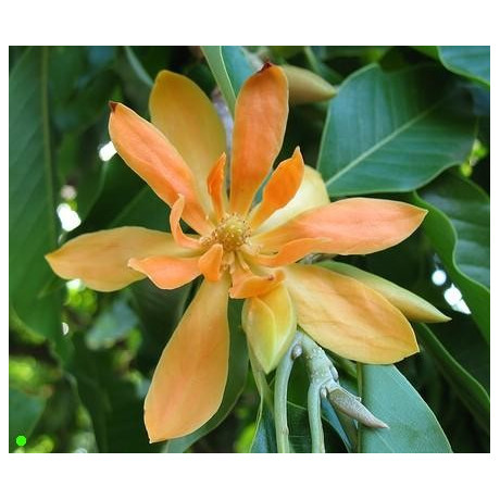 MICHELIA champaca "Golden Champaca" 5 semen