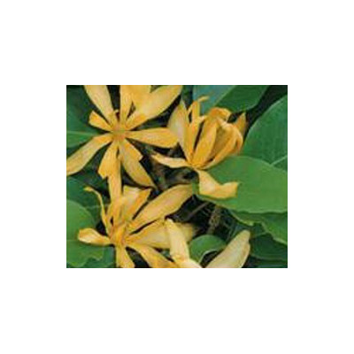 MICHELIA champaca "Golden Champaca" 5 semen