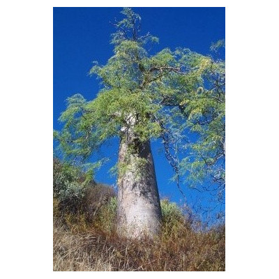 MORINGA drouhardii "Madagaskarský lahvový strom" 2semena