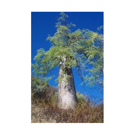 MORINGA drouhardii "Madagaskarský lahvový strom" 2semena