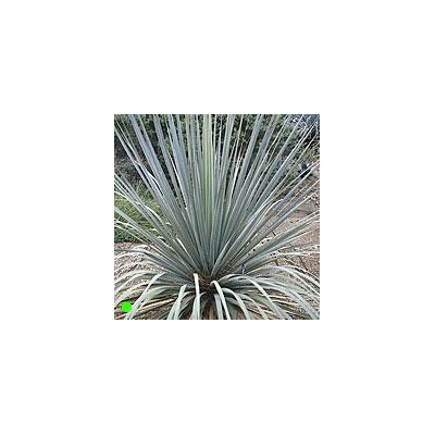 NOLINA nelsonii "Blue Beargrass Tree" 10 semen