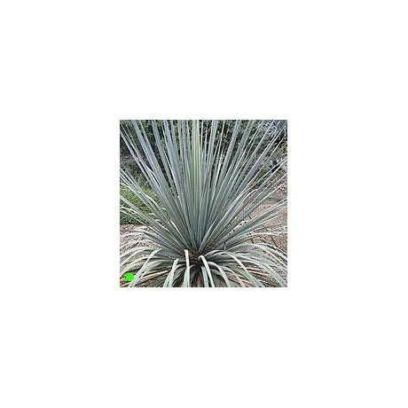 NOLINA nelsonii "Blue Beargrass Tree" 10 semen