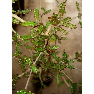 OPERCULICARYA decaryi "Sloní strom" 3 semena