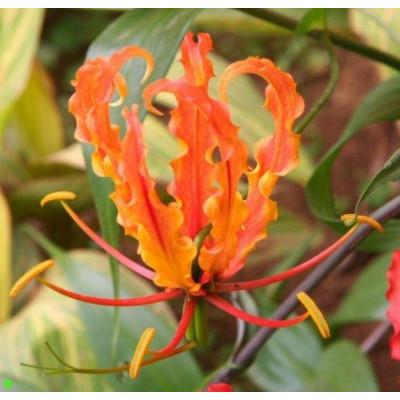 GLORIOSA Orange 5 semen