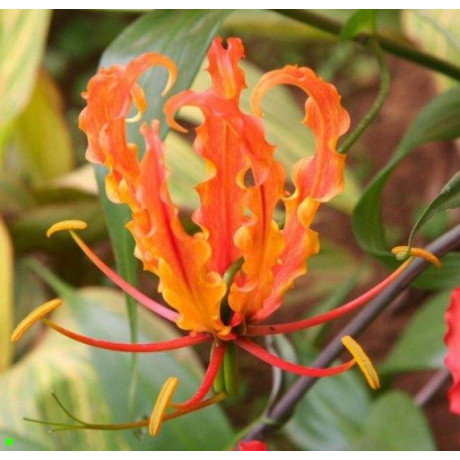 GLORIOSA Orange 5 semen